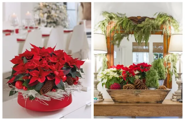 Gwiazda betlejemska. Jak ją wykorzystać w nowoczesnych świątecznych aranżacjach?