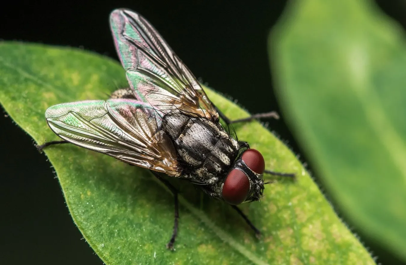 Zamienia muchy w zombie. Tajemniczy pasożyt przejmuje kontrolę nad umysłami owadów