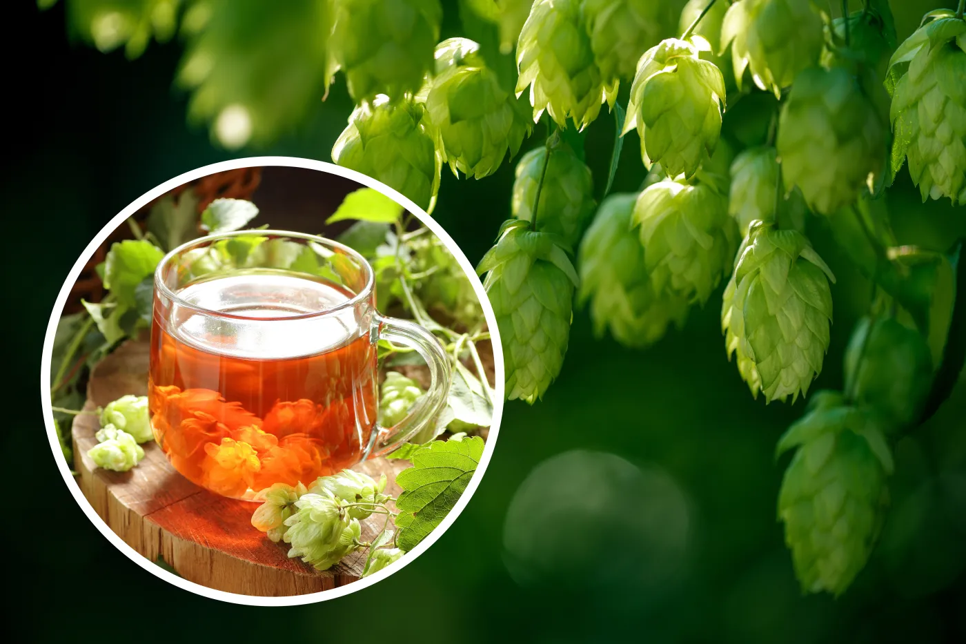 Chmiel napar z chmielu Green,Ripe,Hop,Cones,On,The,Plantation,On,Black,Background
