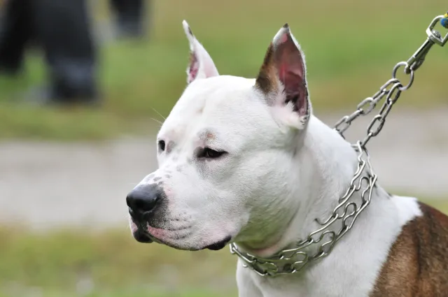 Pies zaatakował kobietę w Świętokrzyskiem. 21-latka trafiła do szpitala