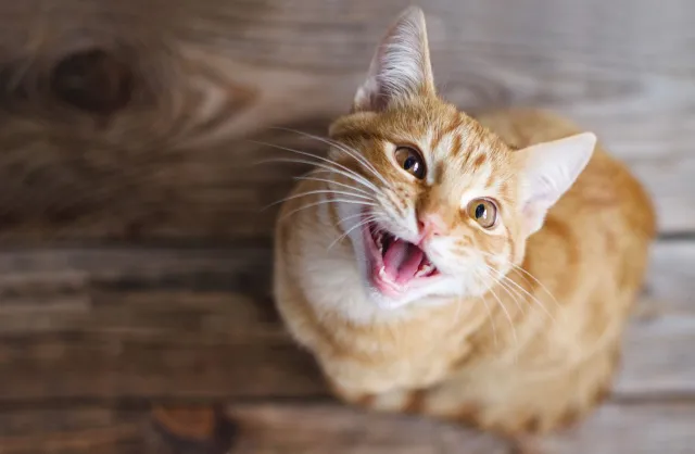 Czego potrzebuje twój kot? Lekarz weterynarii podpowiada