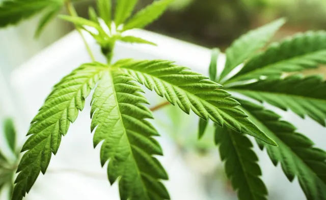 Malta pierwsza w UE legalizuje marihuanę