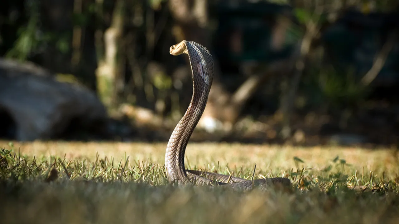 Jad węża. Jak działa? Które węże są najgroźniejsze dla człowieka?