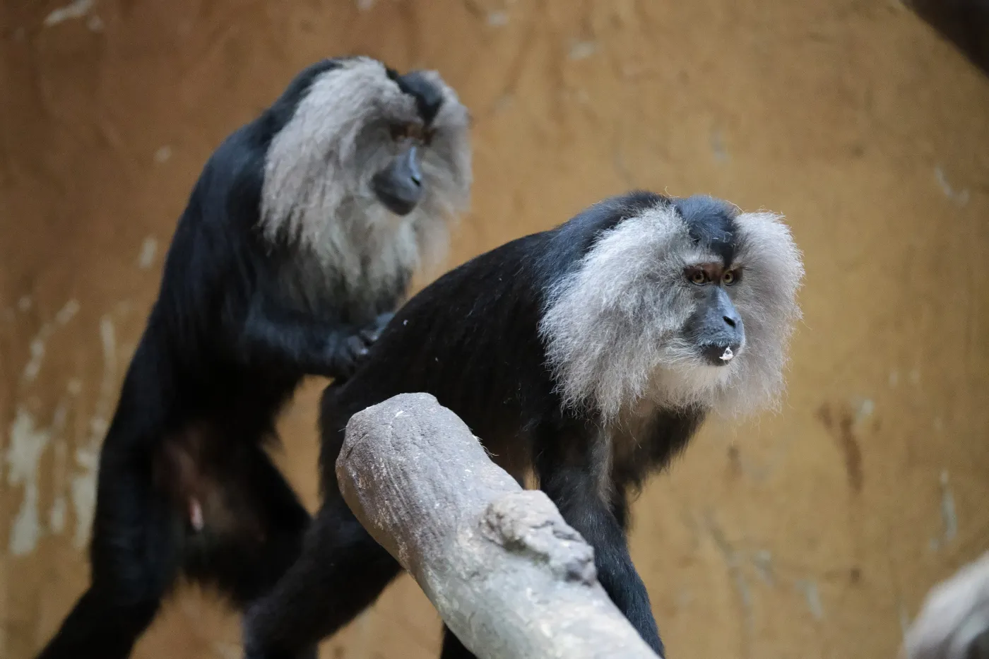 Małpy nauczyły się rytmu "Everybody" Backstreet Boys