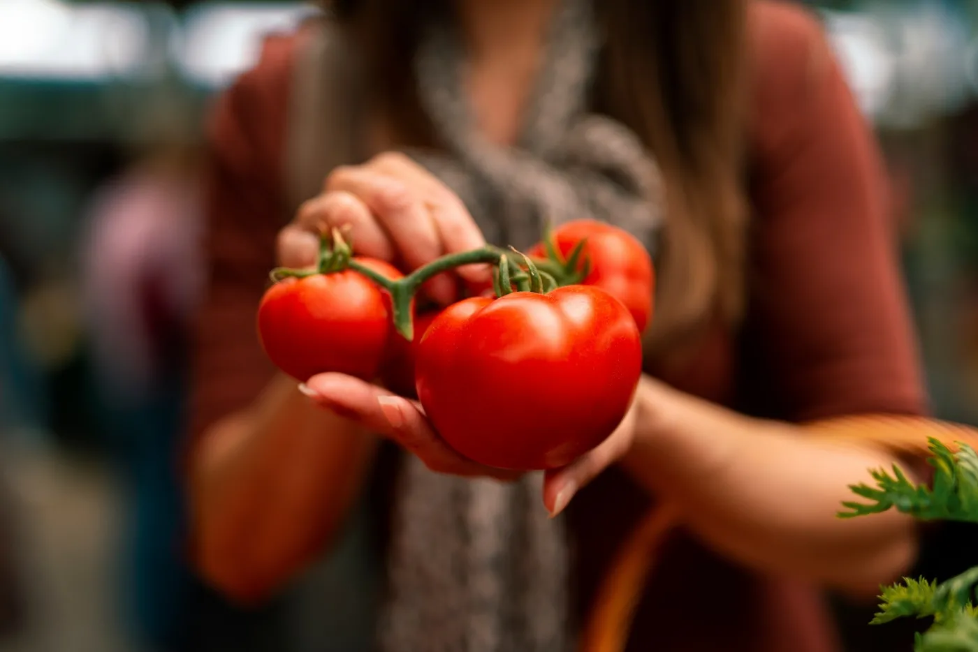 Polskie pomidory tylko po 4 zł/kg. Dla producentów załamanie cen. Będą obniżki w sklepach?