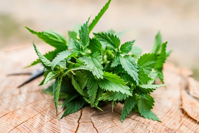 Łatwo dostępne i darmowe. Te dzikie zioła rosną w każdym lesie i są bombą witaminową