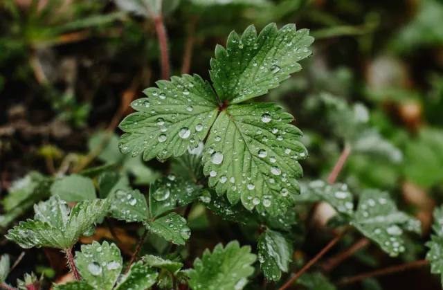 Herbata z liści tej rośliny pomaga pozbyć się oponki. Poprawia też jakość snu