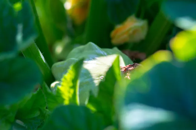 To zapomniane warzywo działa lepiej niż cukinia. Rewelacyjnie podkręca metabolizm