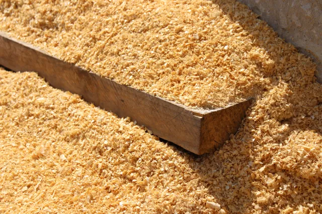 Ogrodnicy nie wyrzucają trocin do śmieci. Pozbędziesz się ślimaków i chwastów