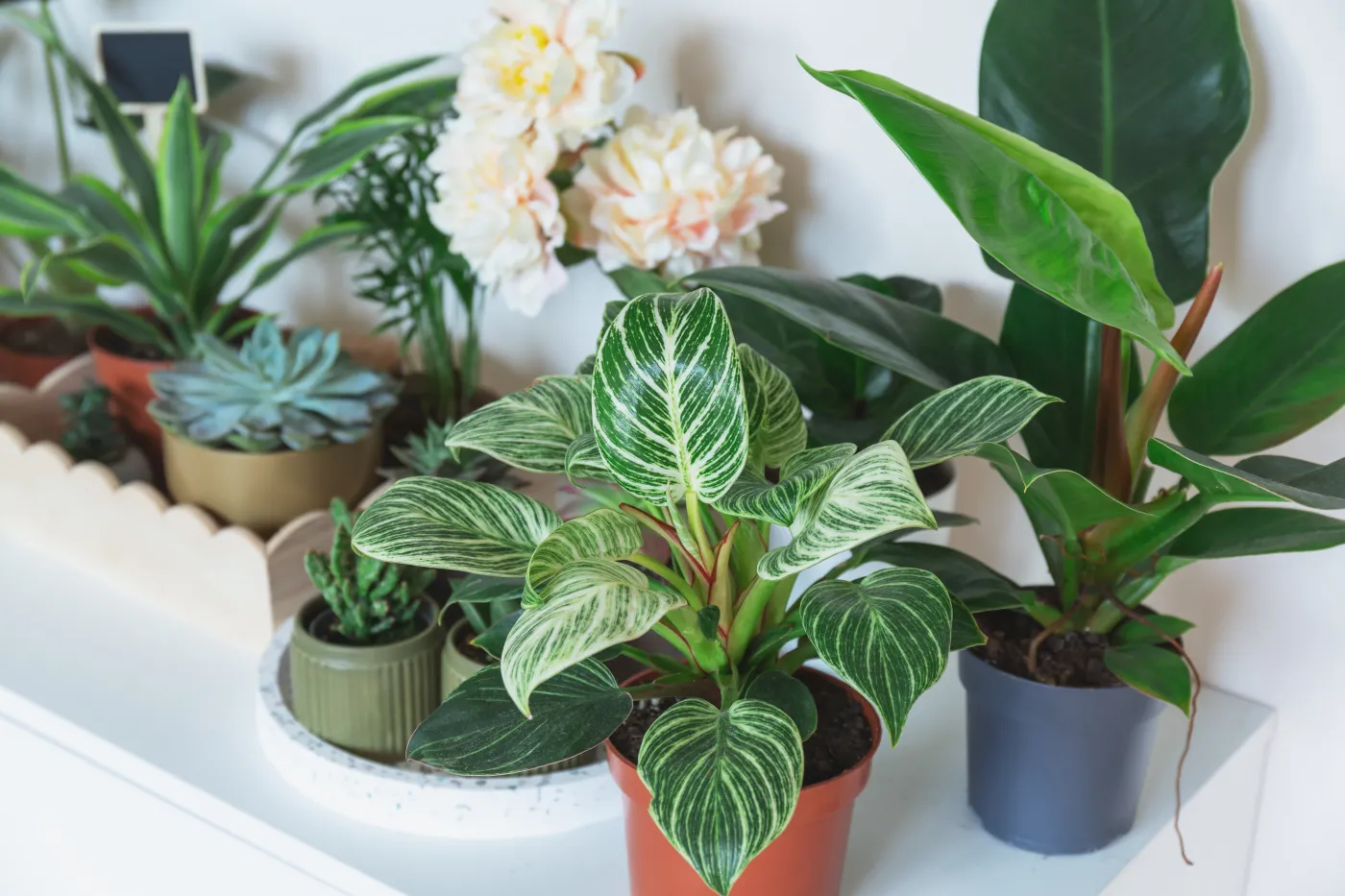 Close,Up,Of,Leaves,Of,Filodendron,White,Wave,In,The