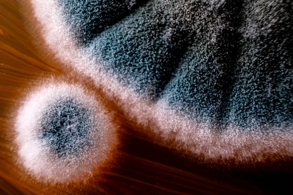 Nowa pandemia zabiła już 90 gatunków. "Nie doceniliśmy agresywności"