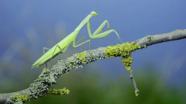 Coraz częściej spotykana jest w polskich ogrodach. Zmiana klimatu robi swoje. Czy modliszka gryzie?