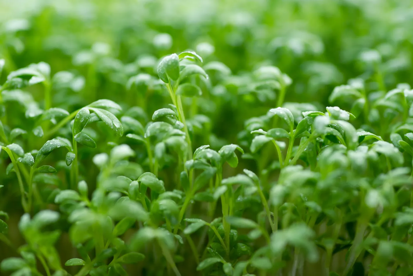 Green,Fresh,Leaves,Of,Cress,Salad,With,Drops,Of,Water,