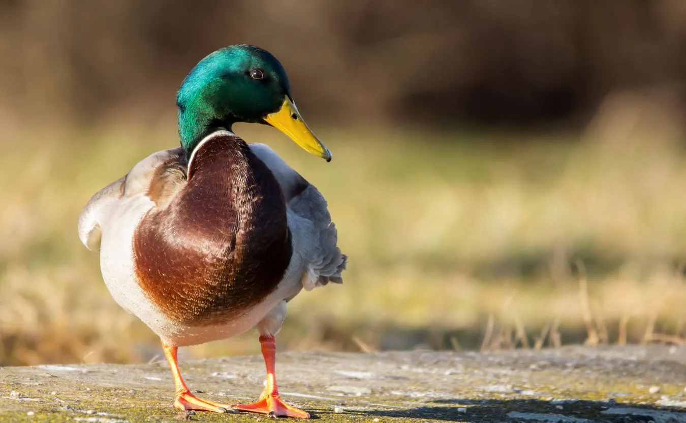 Sensacyjne odkrycie. Taki przypadek zdarza się raz na milion