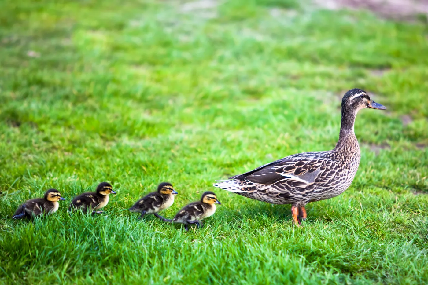 Martwe kaczki w Warszawie. Apel Zarządu Zieleni