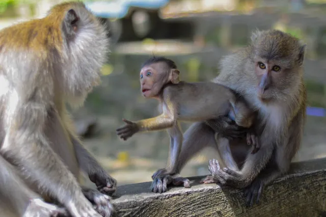 Okrutne traktowanie małp przy produkcji mleka kokosowego. Szokujące szczegóły śledztwa PETA