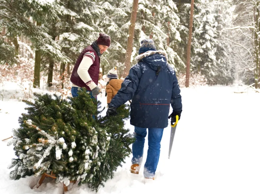 Przewozisz choinkę? Uważaj na mandat. Można dostać nawet 500 zł