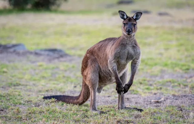 Kangur uciekł z więzienia. Czeskie służby próbują schwytać zbiega