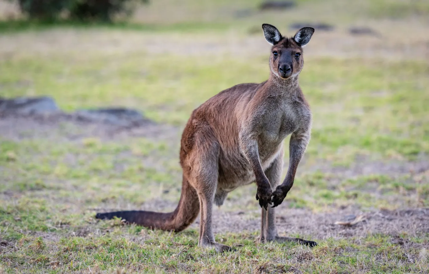 Kangur uciekł z więzienia. Czeskie służby próbują schwytać zbiega