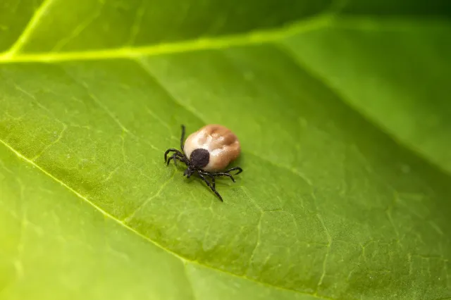 Te rośliny przyciągają kleszcze jak magnes. Lepiej nie sadź ich w ogrodzie