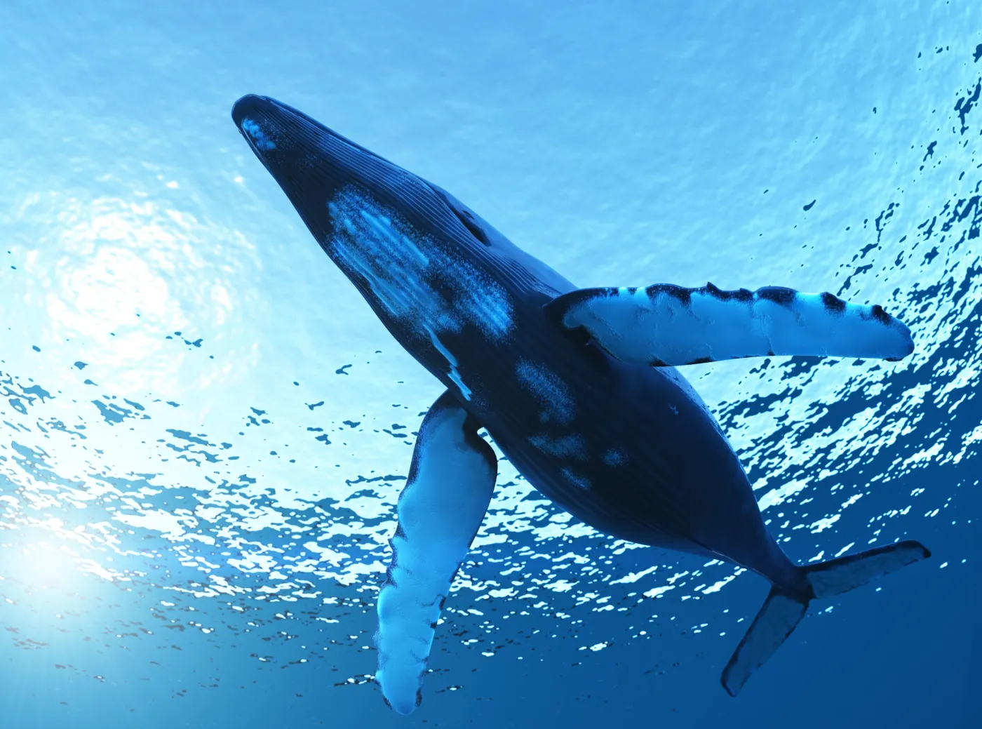 Korea Południowa chce polować na wieloryby. Ekolodzy wściekli