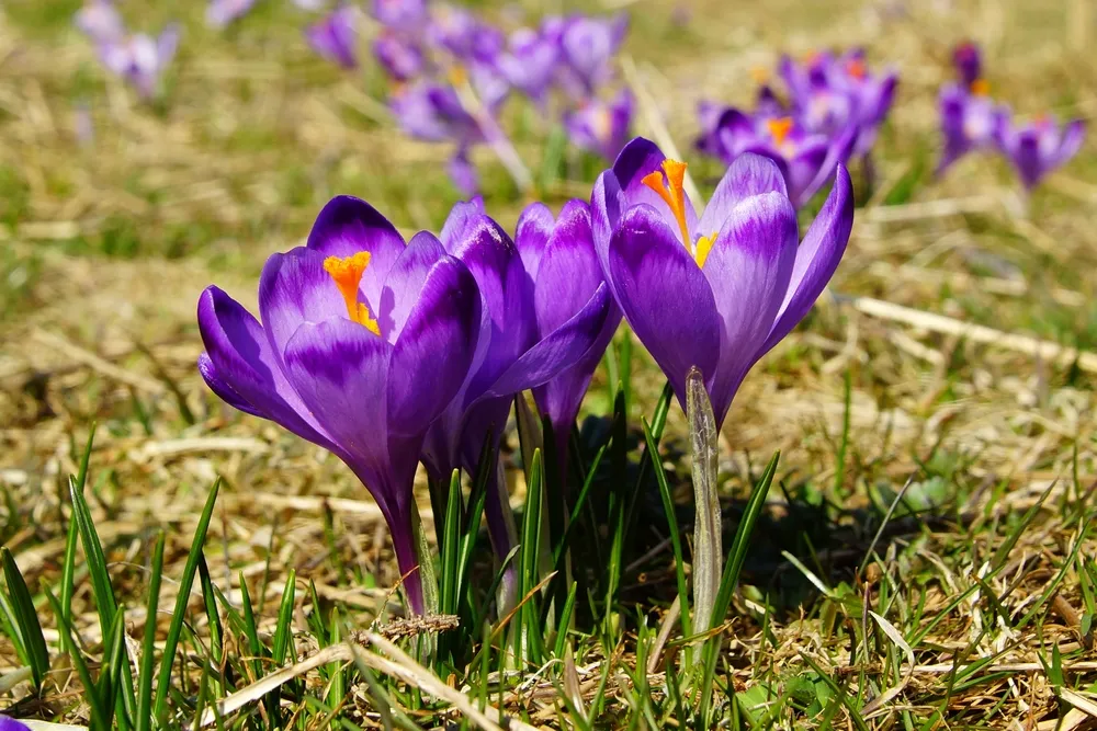 Sezon na krokusy lada moment. Gdzie rosną krokusy? Najlepsze miejsca w Polsce