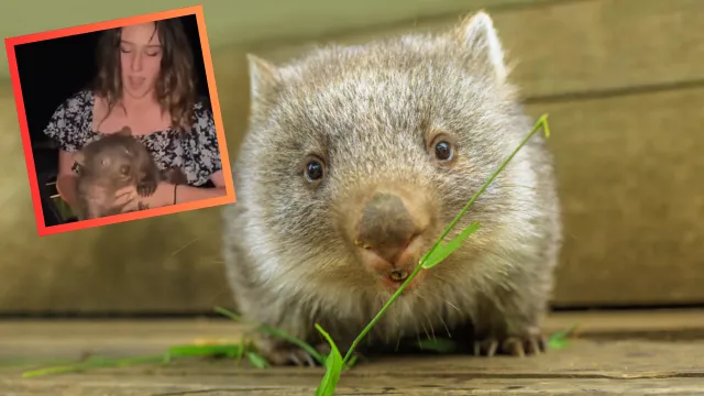 Skandal w Australii. Turystka zabrała wombata i uciekła. Teraz ma problemy