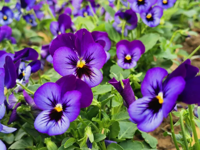 Niezbędny zabieg po zakupie bratków. Inaczej sadzonki padną i będą do wyrzucenia