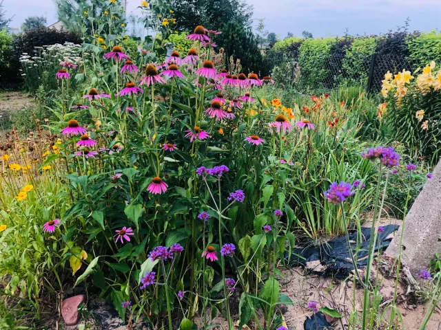 Te byliny zimują w gruncie i kwitną co roku. Najlepsze kwiaty do ogrodu