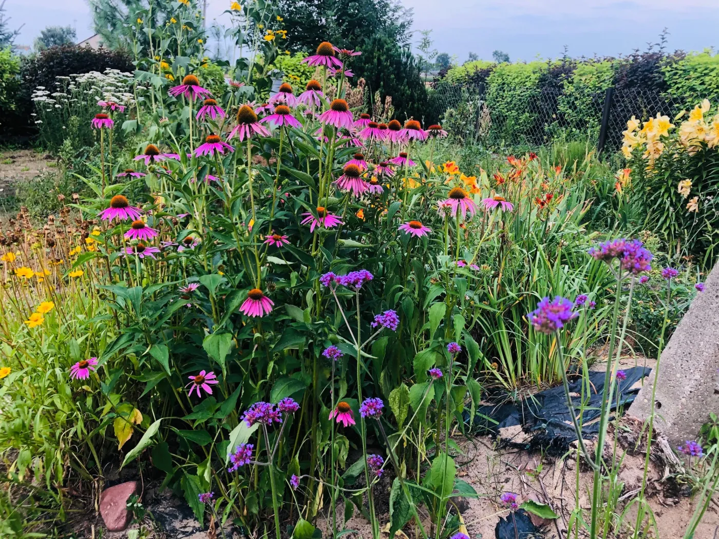 Te byliny zimują w gruncie i kwitną co roku. Najlepsze kwiaty do ogrodu