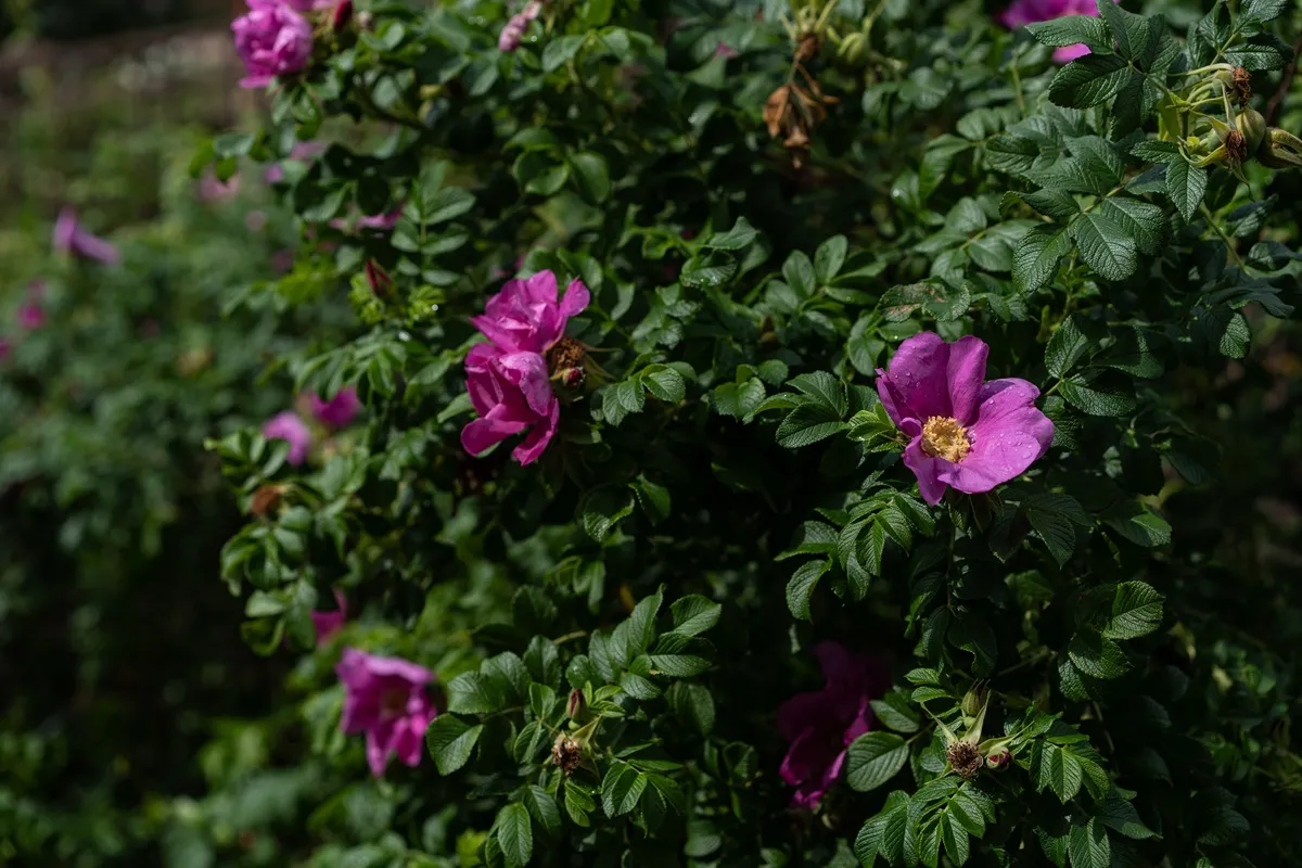 Róża japońska, pomarszczona, dzika, rugosa
