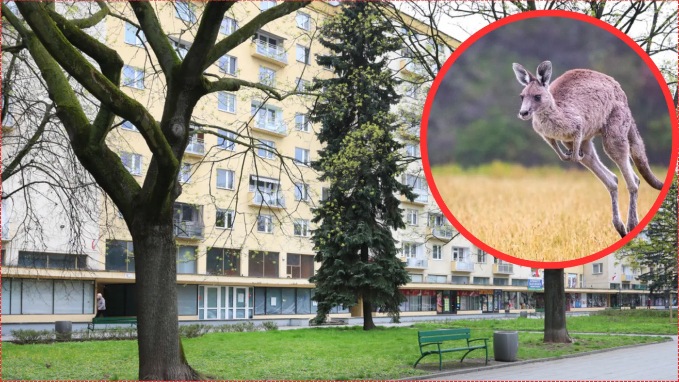 Obława na kangura na ulicach Krakowa. Mieszkańcy w szoku. "Myślałem, że mam zwidy"