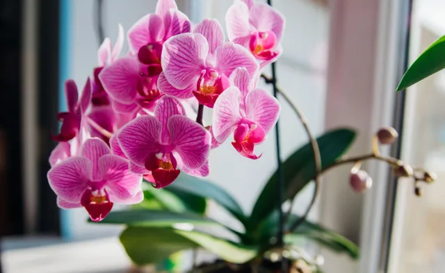 Dodaj do wody ten produkt z domowej apteczki i podlej storczyka. Roślina znów obsypie się kwiatami