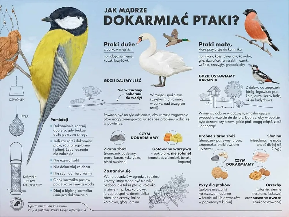 dokarmianie ptaków czym karmić ptaki