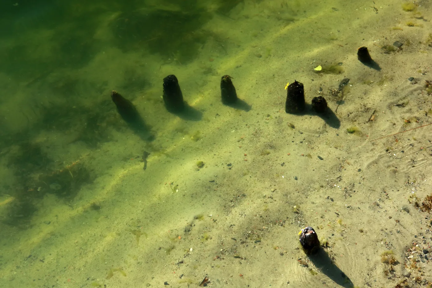 Tajemnicza broń w Wielkopolsce. Czy to insygnium władzy Mieszka I?