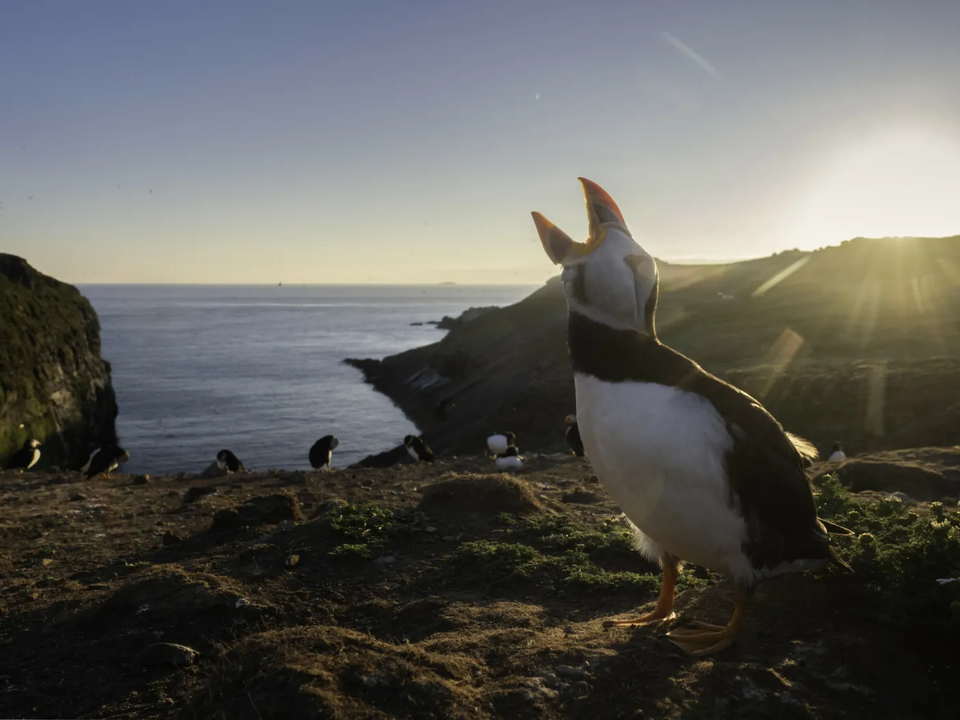 Zamieszkaj na rajskiej wyspie za darmo. Jest tylko jeden, nietypowy warunek