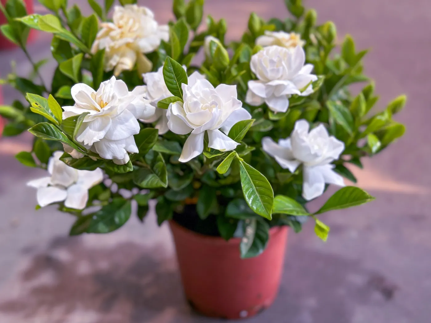 Gardenia - kwiat, który pachnie jak perfumy Gardenia jaśminowata słynie z wyjątkowego zapachu