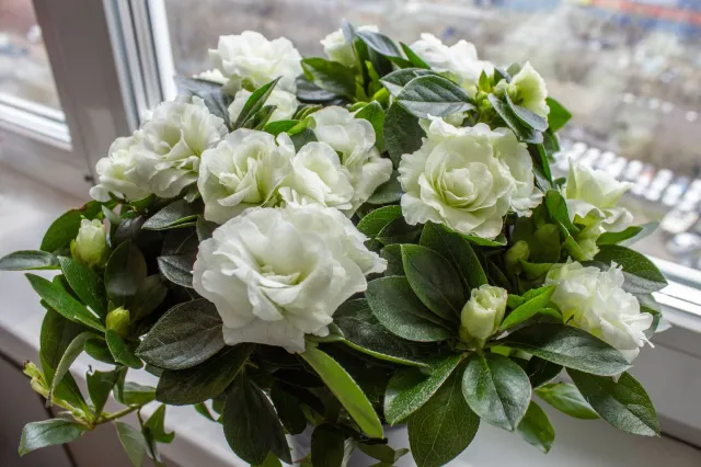 Ten kwiat pachnie jak luksusowe perfumy. Idealna ozdoba parapetu w salonie i naturalny sposób na przepiękny zapach w całym domu