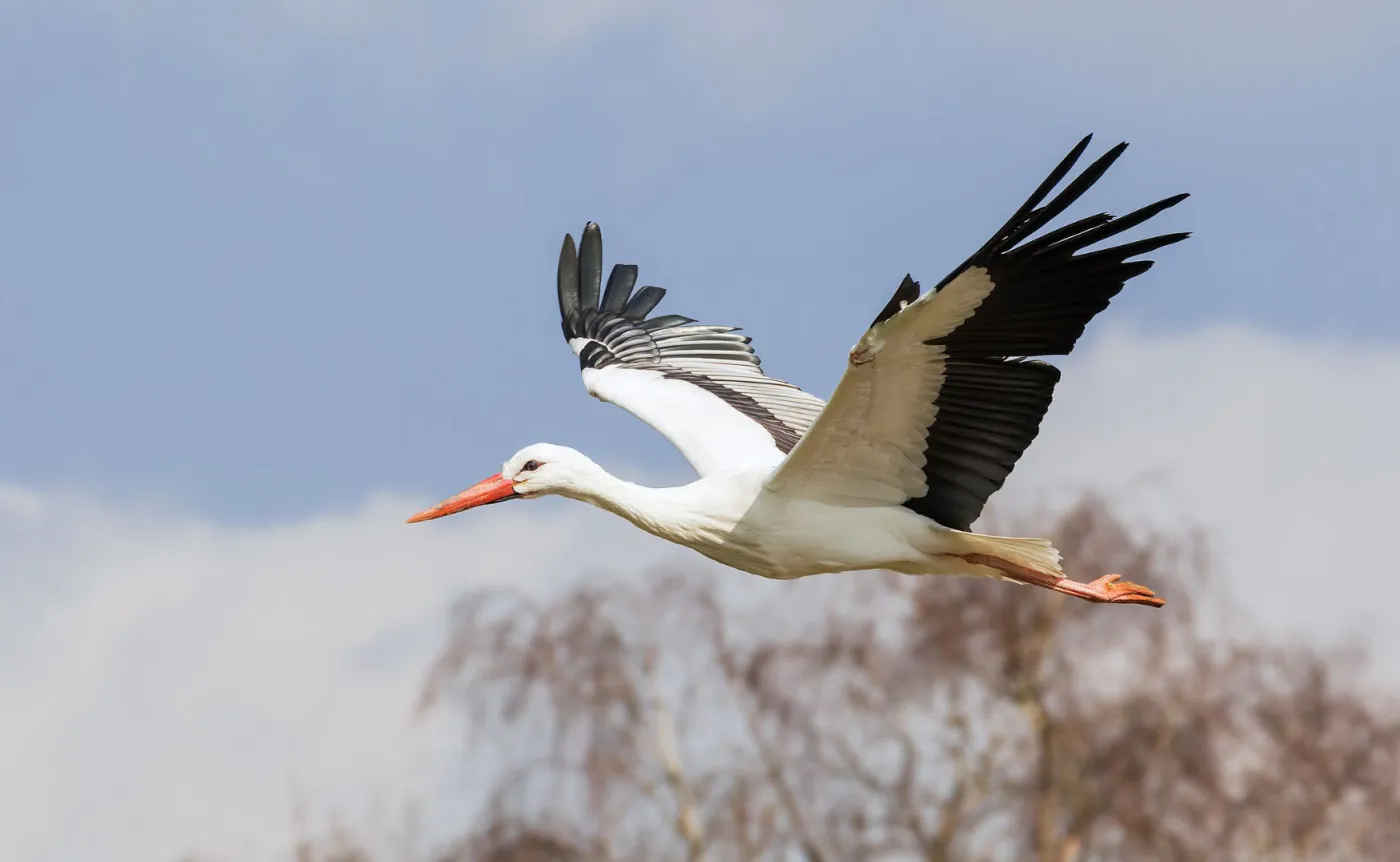 QUIZ z ciekawostek o polskiej przyrodzie. To wszystko powinieneś wiedzieć