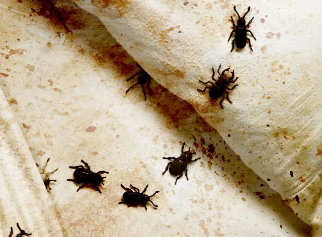 Znów pluskwy w pociągu. To już plaga? PKP IC się tłumaczy