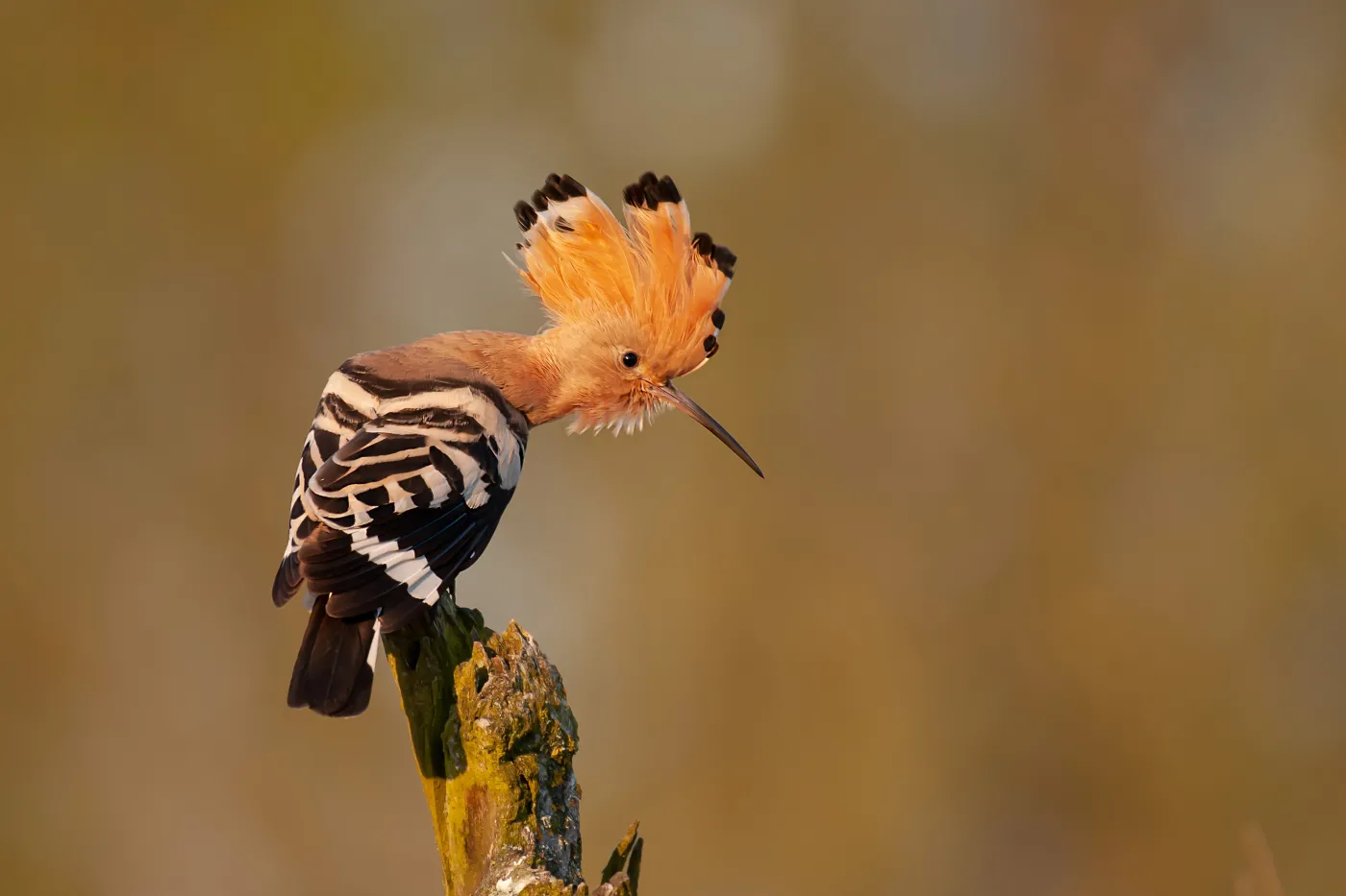 Trudny quiz z polskich ptaków. 20/20 tylko dla orłów