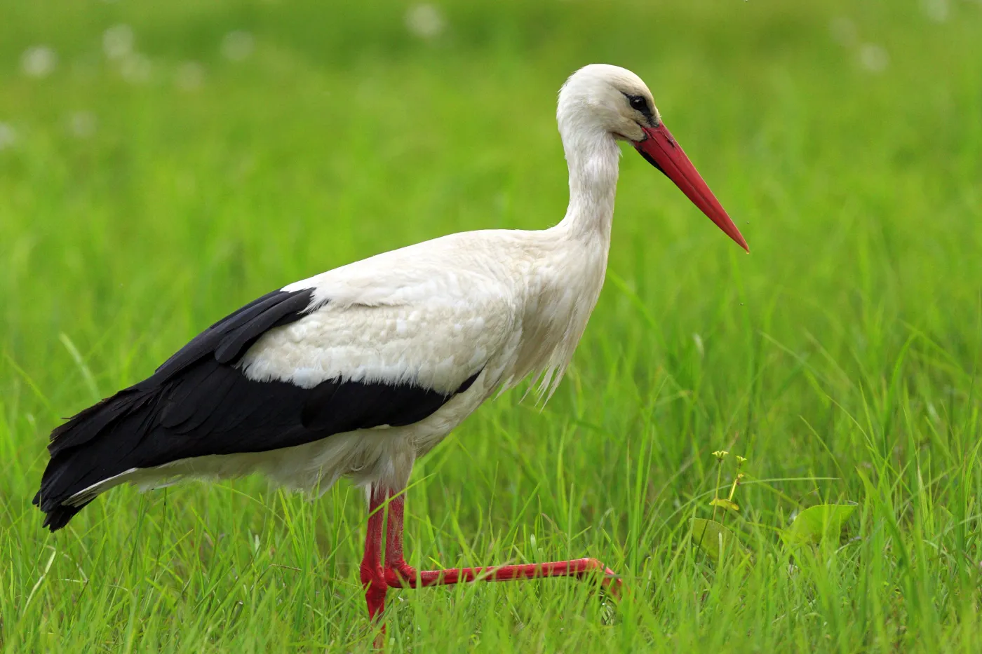 Wielki i trudny quiz z polskich ptaków. 20/20 tylko dla orłów