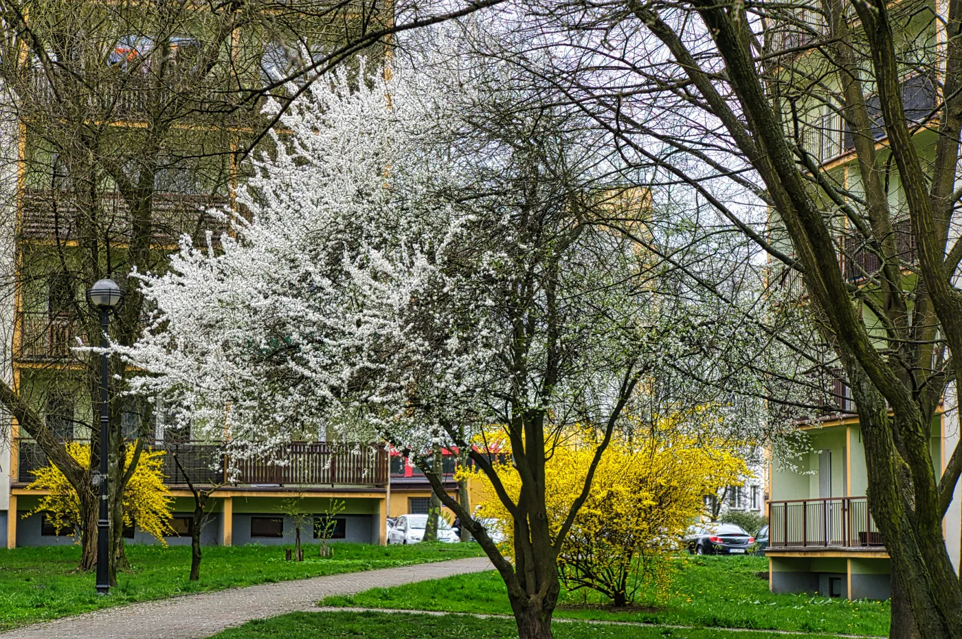 Spring,Flowering,Tree,Branch,With,White,Flowers,,White,Flowering,Trees,