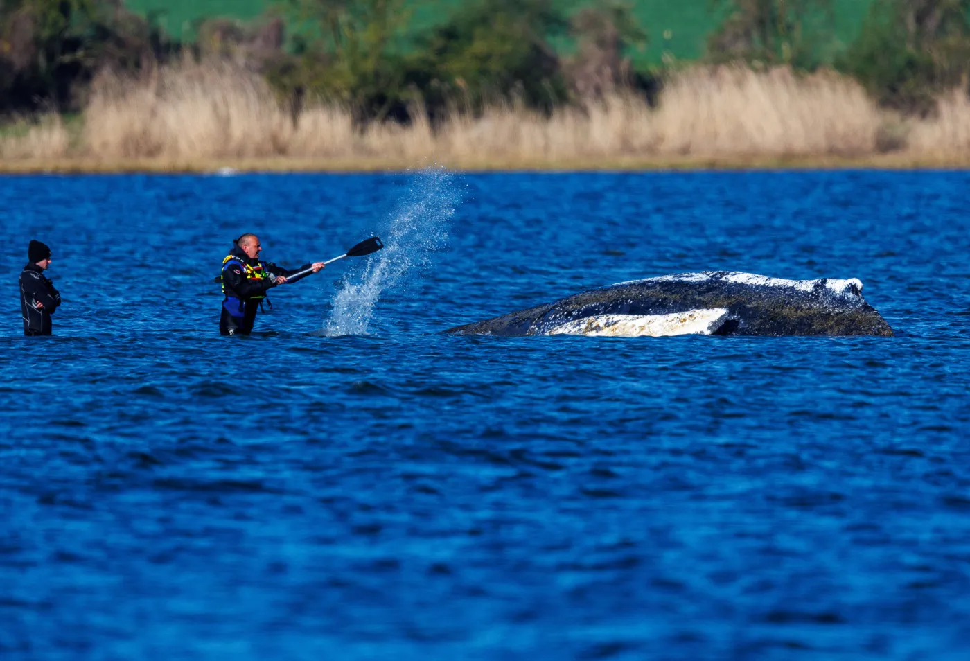Further development of humpback whale in the Baltic Sea
