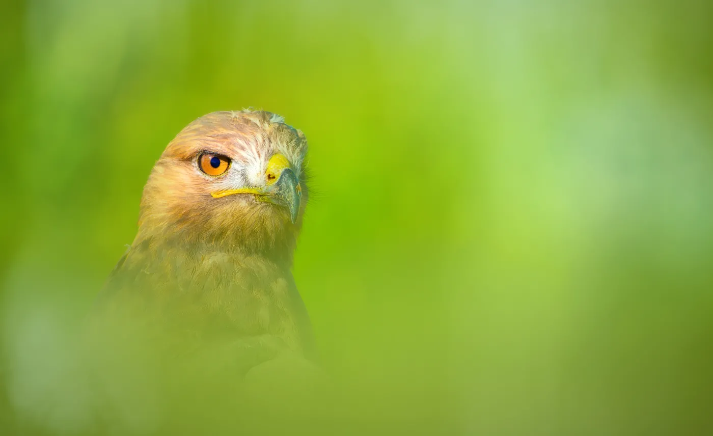 Quiz: Ile wiesz o ptakach drapieżnych w Polsce? Wynik 13 na 15 to mistrzostwo
