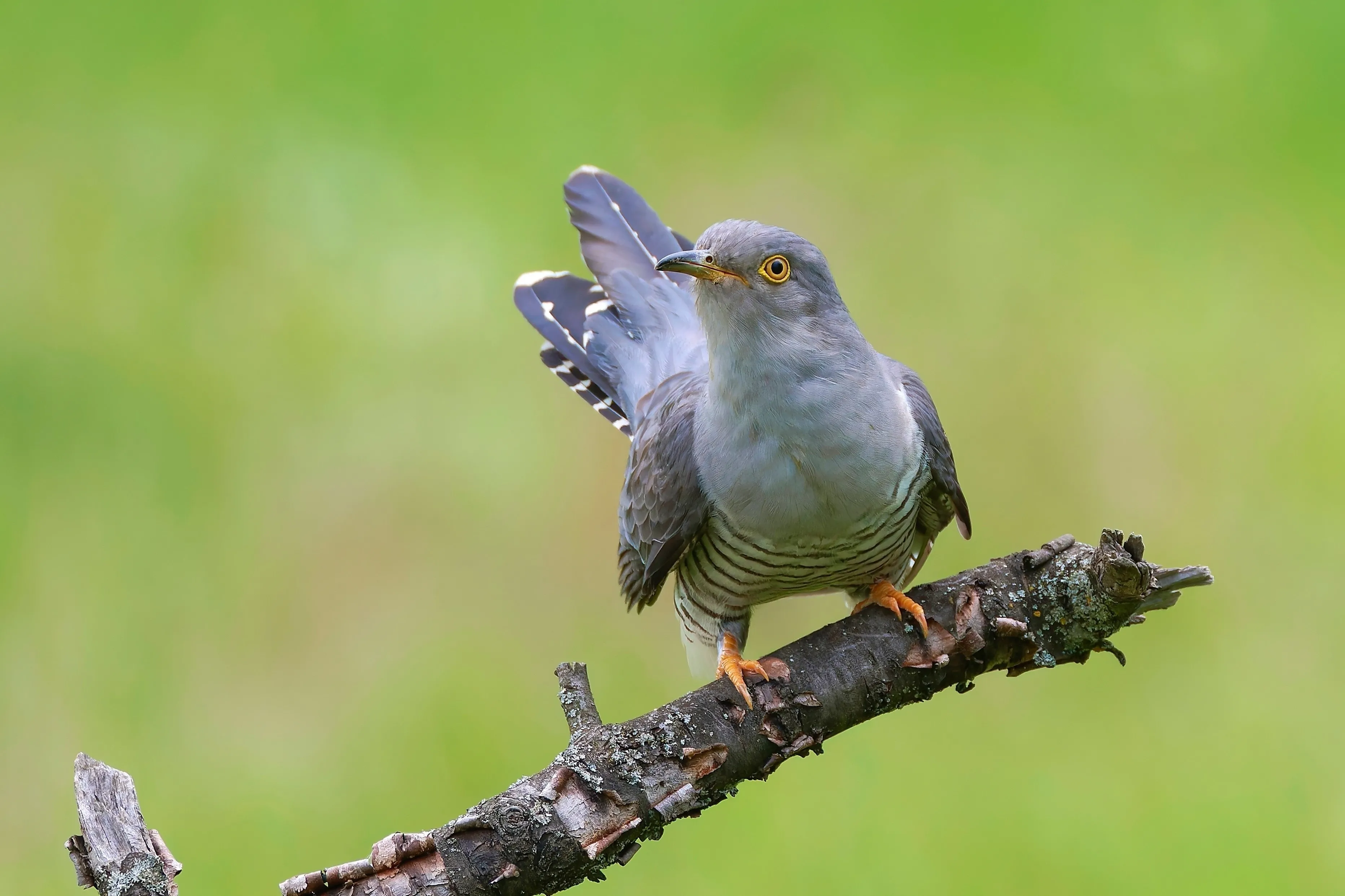 Przyjemny quiz z polskich ptaków. 20/20 wyłącznie dla orłów