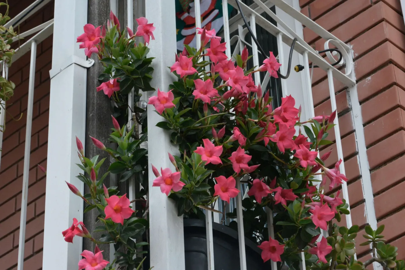 Dipladenia - idealna na balkon i taras