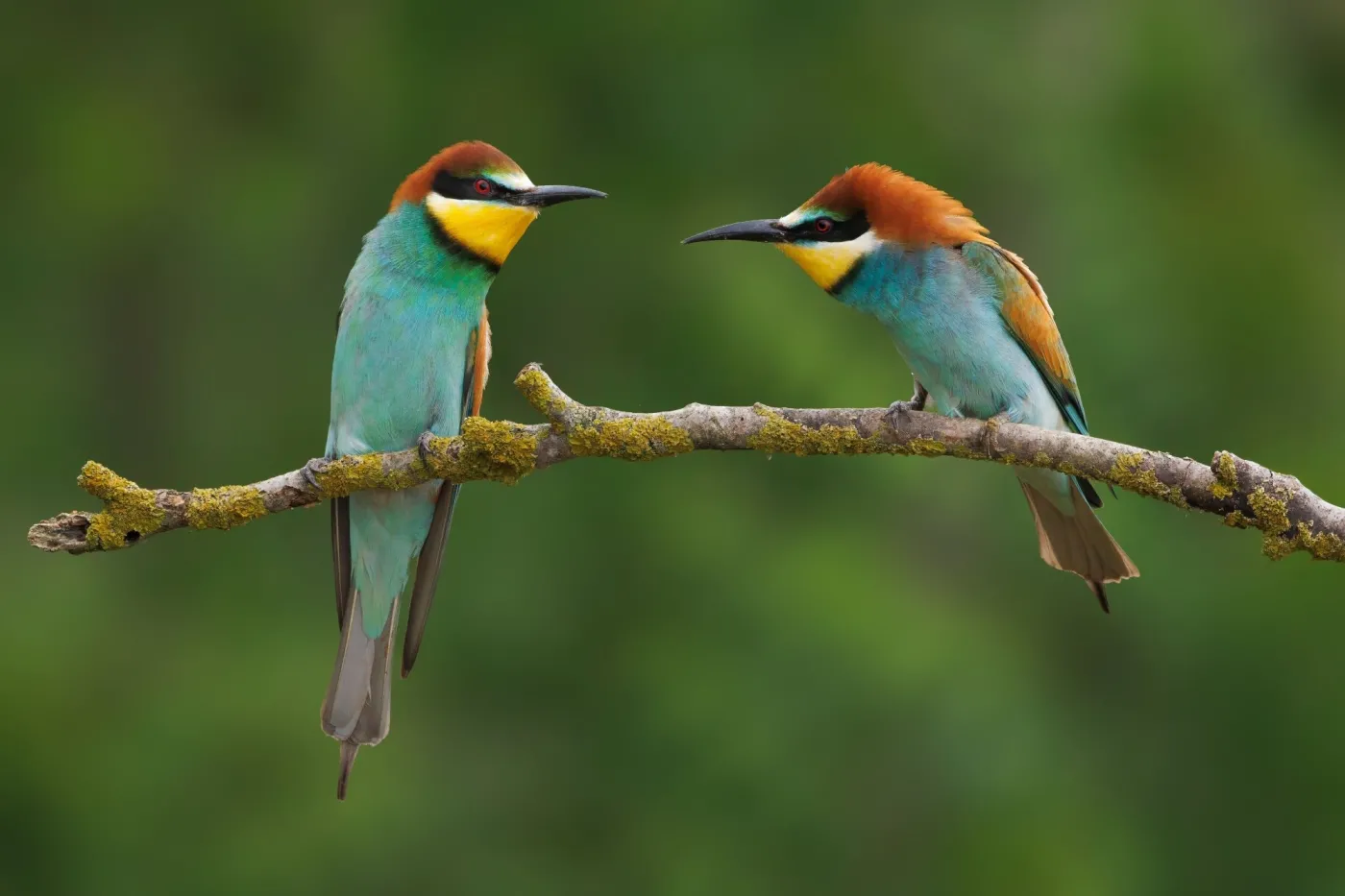 Two,Vibrant,European,Bee-eaters,Perched,On,A,Mossy,Branch,Against