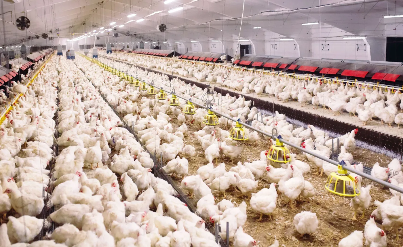 Chiny: u człowieka wykryto zakażenie ptasią grypą typu H5N6. Wirus może wywołać kolejną pandemię