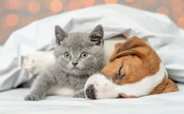 Domowe zwierzaki "uodparniają" małe dzieci na alergie pokarmowe